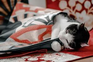 　「保護猫」の写真展に展示される吉川慎太郎さんの作品（本人提供）
