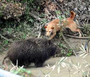 イノシシを威嚇するイヌ＝吉野川市の吉野川猪犬訓練所