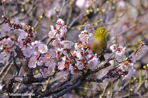 蜜を求めて梅の木を飛び回るメジロ＝板野町羅漢の地蔵寺
