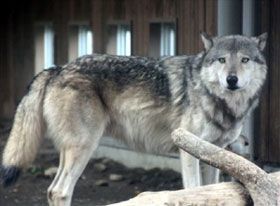 とくしま動物園に仲間入りするシンリンオオカミの「ユウキ」＝札幌市の円山動物園