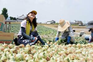 　収穫したタマネギの葉を切り取る木田朱美さん（左）ら＝２３日、兵庫県南あわじ市