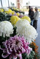 大輪の花を咲かせた立菊が並ぶ会場＝阿波市市場町のアエルワ