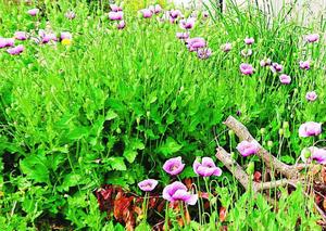 空き地に自生していた違法植物のアツミゲシ=4月、徳島市内(読者提供)