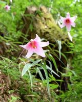 ピンクの花を咲かせたジンリョウユリ＝那賀町東尾