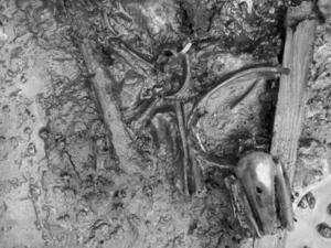 　奈良県桜井市の纒向遺跡から出土していた古墳時代初頭の犬の骨（桜井市教育委員会提供）