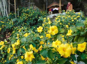 数多くの黄色の花を咲かせたキバナアマ＝徳島市眉山町大滝山