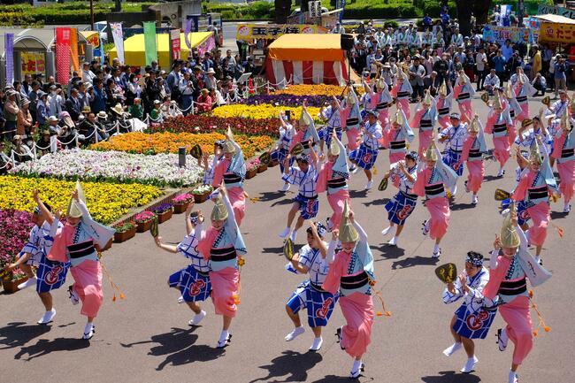 徳島の春の祭典 はな はる フェスタ 中止へ 徳島の話題 徳島ニュース 徳島新聞電子版