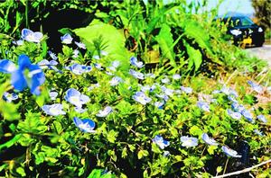 地面に張り付くようにして咲くオオイヌノフグリ=石井町藍畑