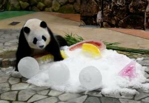 　４歳の誕生日を迎え、氷のボールなどをプレゼントされたジャイアントパンダの彩浜＝１４日、和歌山県白浜町のアドベンチャーワールド