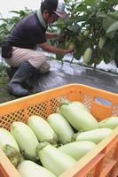 美～ナスを収穫するゴッツォ阿波の会員＝阿波市市場町山野上