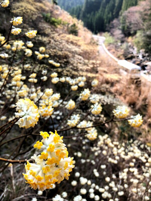野山彩る黄色い花　ミツマタが神山で見頃