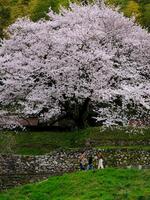 大きく枝を広げ、堂々と咲き誇る夫婦桜＝2020年3月、小松島市立江町中山の市山煙火商会 