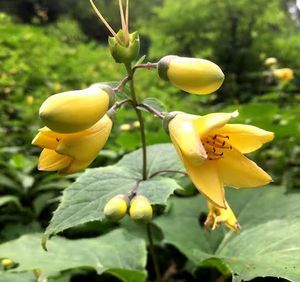 小さな黄色の花を咲かせたキレンゲショウマ＝剣山中腹