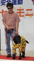 盲導犬ヴァルデスと山橋さん＝2015年、徳島県庁