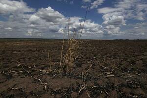 　ロシア軍による砲撃で黒く焦げた小麦畑。作付面積の半分超、１０８ヘクタールが焼失した＝７月、ウクライナ・クリブイリフから南東約５５キロ（共同）