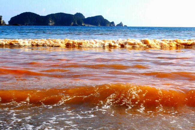 時季外れの赤潮 県内沿岸がオレンジ色に 徳島の話題 気象 防災 社会 徳島ニュース 徳島新聞