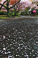 前夜から続く風雨で散った桜の花びら=徳島市の徳島中央公園