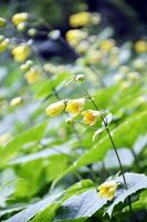 黄色いかれんな花を咲かせているキレンゲショウマ＝美馬市木屋平の剣山中腹