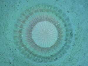 　鹿児島県・奄美大島南東部沖の海底で、「アマミホシゾラフグ」の雄が作った幾何学模様の産卵床＝１１日（興克樹さん提供）