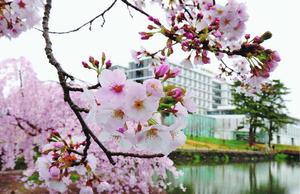 遊園地にあった桜がそのまま残され、今も咲き続けている=吉野川市鴨島町