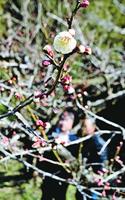 ほころび始めた梅の花＝吉野川市の美郷ほたる館前