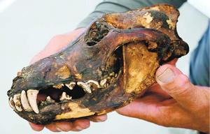 徳島市の民家の神棚で見つかったニホンオオカミの頭骨