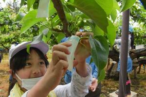 　二十世紀梨の古木「百年樹」の実に袋をかける小学生＝１６日午前、鳥取県湯梨浜町