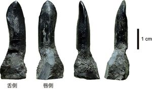 ２０１６年に勝浦町で見つかったティタノサウルス形類の歯の化石（徳島県立博物館提供）