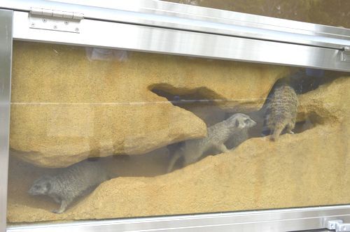 ミーアキャットの巣穴が見える 国内初 とくしま動物園に新施設 29日から一般公開 徳島の話題 徳島ニュース 徳島新聞