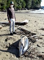 砂浜に打ち上げられたイルカとみられる死骸=牟岐町牟岐浦