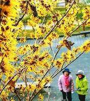 枝いっぱいに花を咲かせ、春の訪れを感じさせるマンサク=徳島市の県文化の森総合公園
