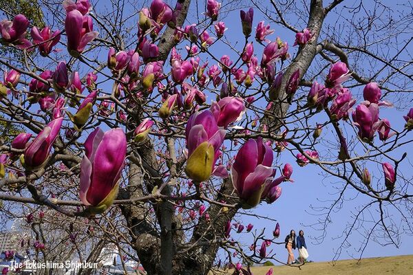 紫色のモクレン、青空に向かって咲き誇る／徳島市