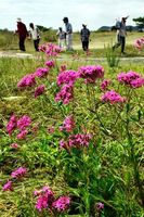 鮮やかな赤紫の花を咲かせたムシトリナデシコ＝徳島市南沖洲４