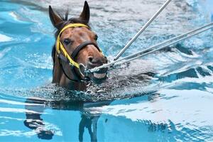 　ＪＲＡの競走馬リハビリテーションセンターで初泳ぎする馬＝２６日午後、福島県いわき市