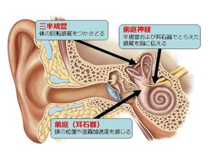 内耳の仕組みと働き