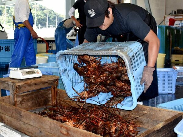 ピチピチの海の幸　伊勢エビ漁、県南部で解禁　由岐で初水揚げ