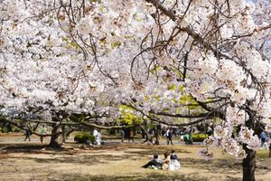 見頃を迎えた桜＝徳島中央公園