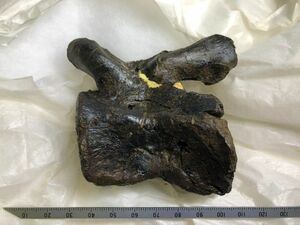 発見されたイグアノドン類の尾椎の化石＝県立博物館提供