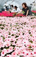 愛らしい花を広げ、次々と出荷されるニチニチソウ＝徳島市国府町西黒田