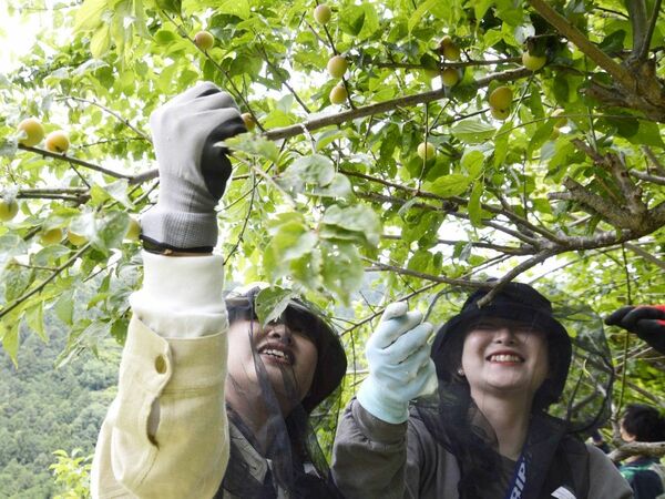 吉野川市美郷で梅の収穫盛ん　地域おこし協力隊が栽培
