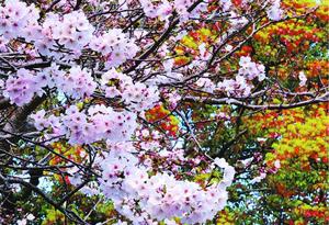 新芽が出たクスノキと鮮やかな対比を見せる桜=鳴門市大麻町大谷
