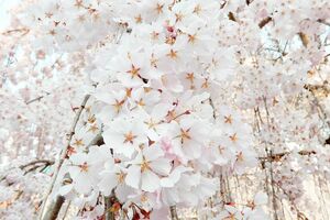 新園芸品種に認定された神山枝垂桜(日本花の会提供)