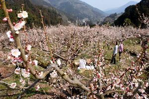 例年より早く咲きそろった梅の花＝神山町阿野