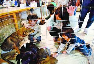 保護された犬と触れ合う子ども=徳島市のアクア・チッタ第2倉庫