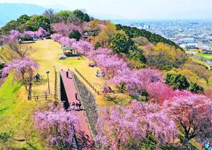 頂上広場を囲むように咲くシダレザクラ=吉野川市鴨島町の向麻山公園