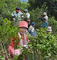 茶畑で茶摘みを行う神田茶生産組合の組合員ら＝上勝町旭