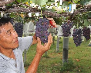 たわわに実ったブドウを丁寧に収穫する農家＝阿波市土成町宮川内