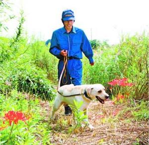 草むらの中にいる人を探す参加犬=徳島市の県警察犬訓練場