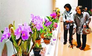 色とりどりの花が並ぶ徳島洋蘭展=板野町那東のあすたむらんど徳島