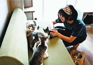 保護した猫の世話をする「あわねこ保育園」のメンバー=徳島市内